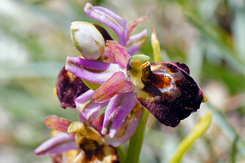 Orchidea da determinare